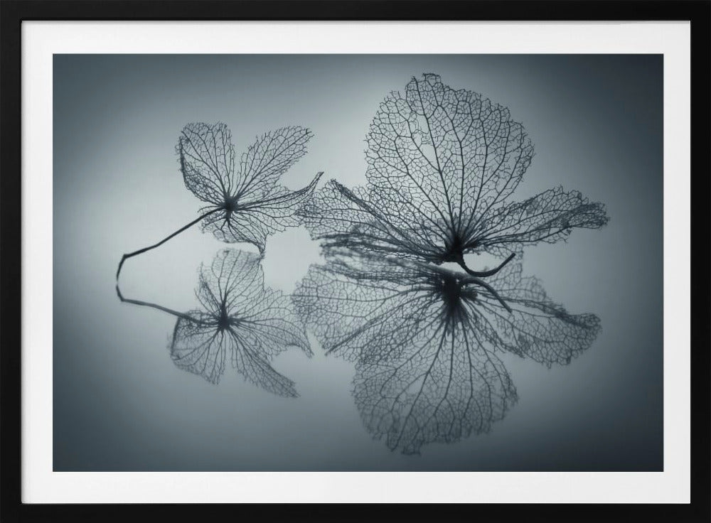 Belleza efímera | Posters - Impresiones de Arte