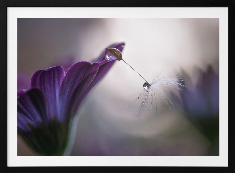 Lluvia purpura | Posters - Impresiones de Arte