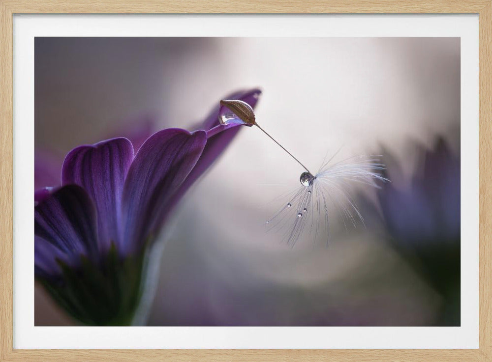 Lluvia purpura | Posters - Impresiones de Arte
