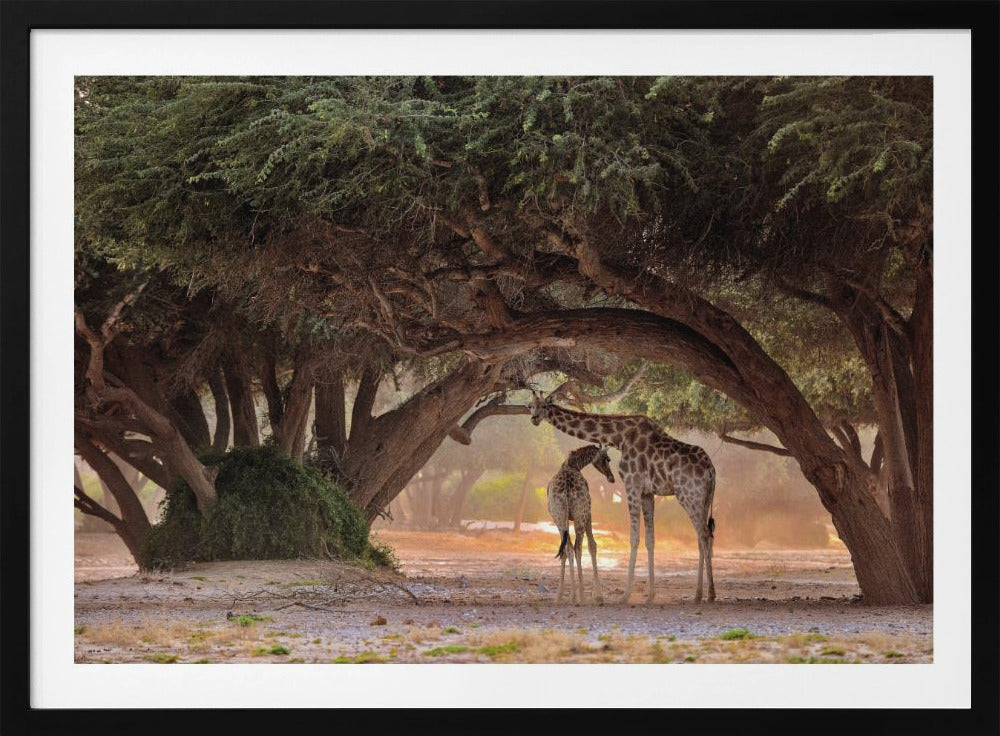 Giraf - Namibia | Plakater - Kunsttryk