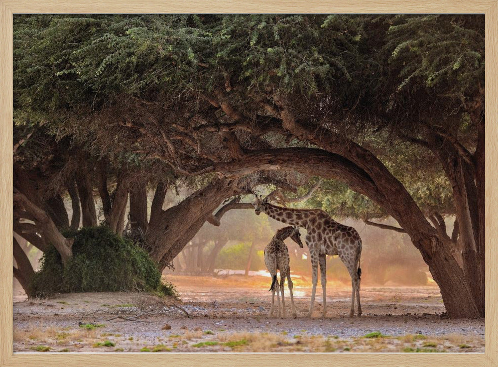 Giraf - Namibia | Plakater - Kunsttryk