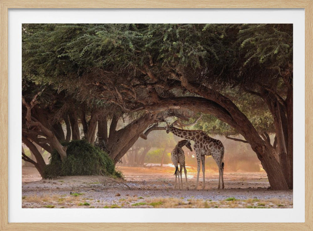 Giraf - Namibia | Plakater - Kunsttryk