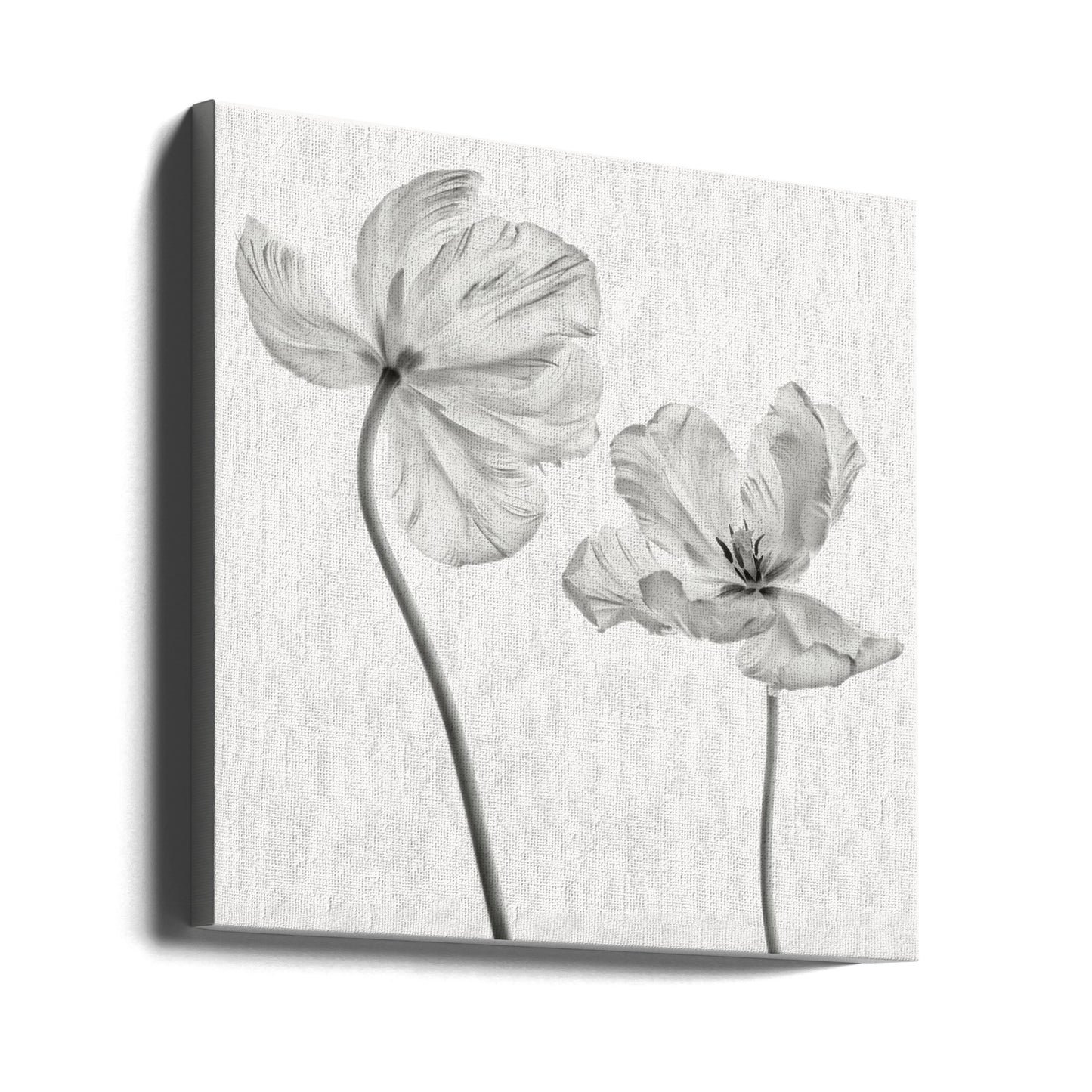 Same tulip : front- and backview | Canvas