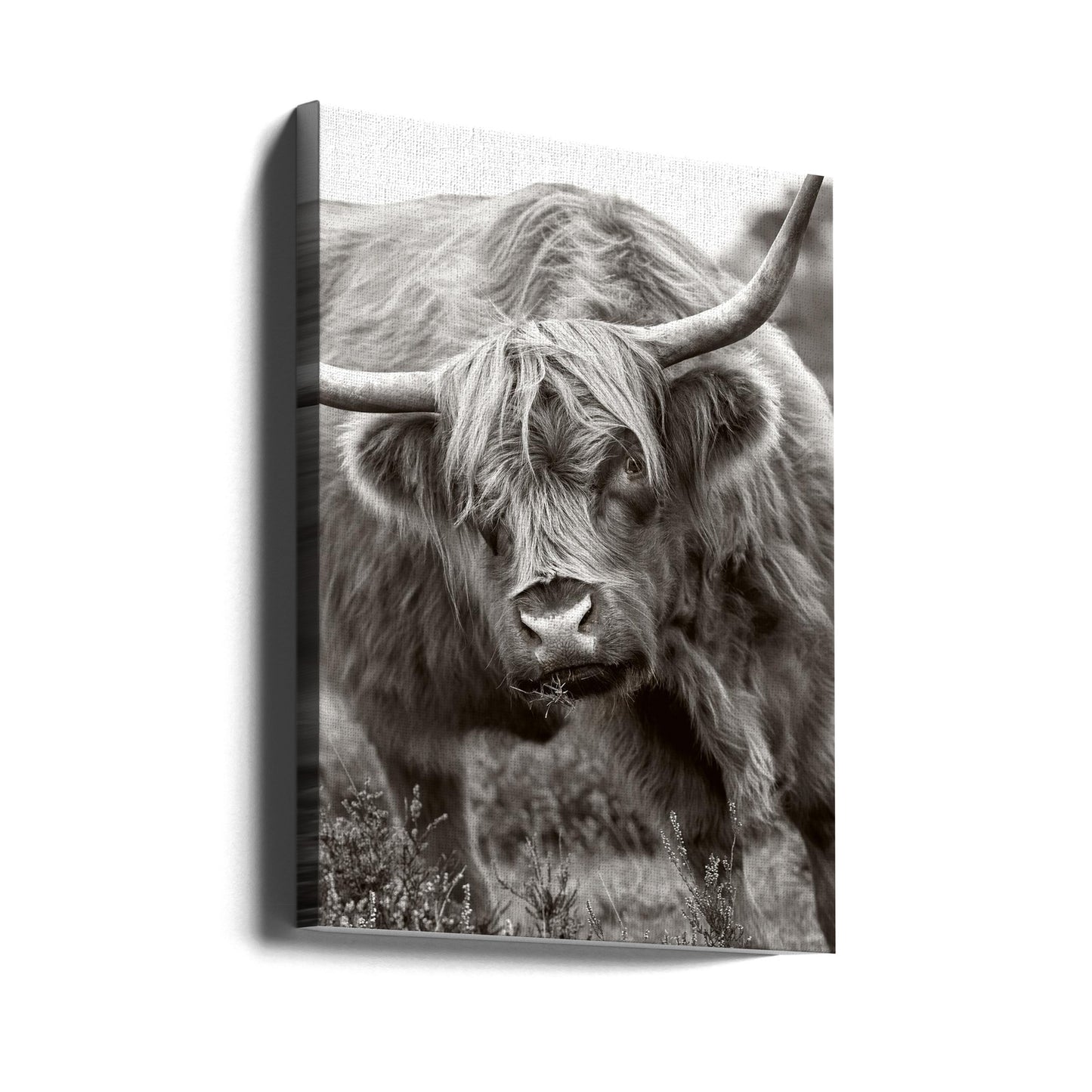 The Bull | Canvas