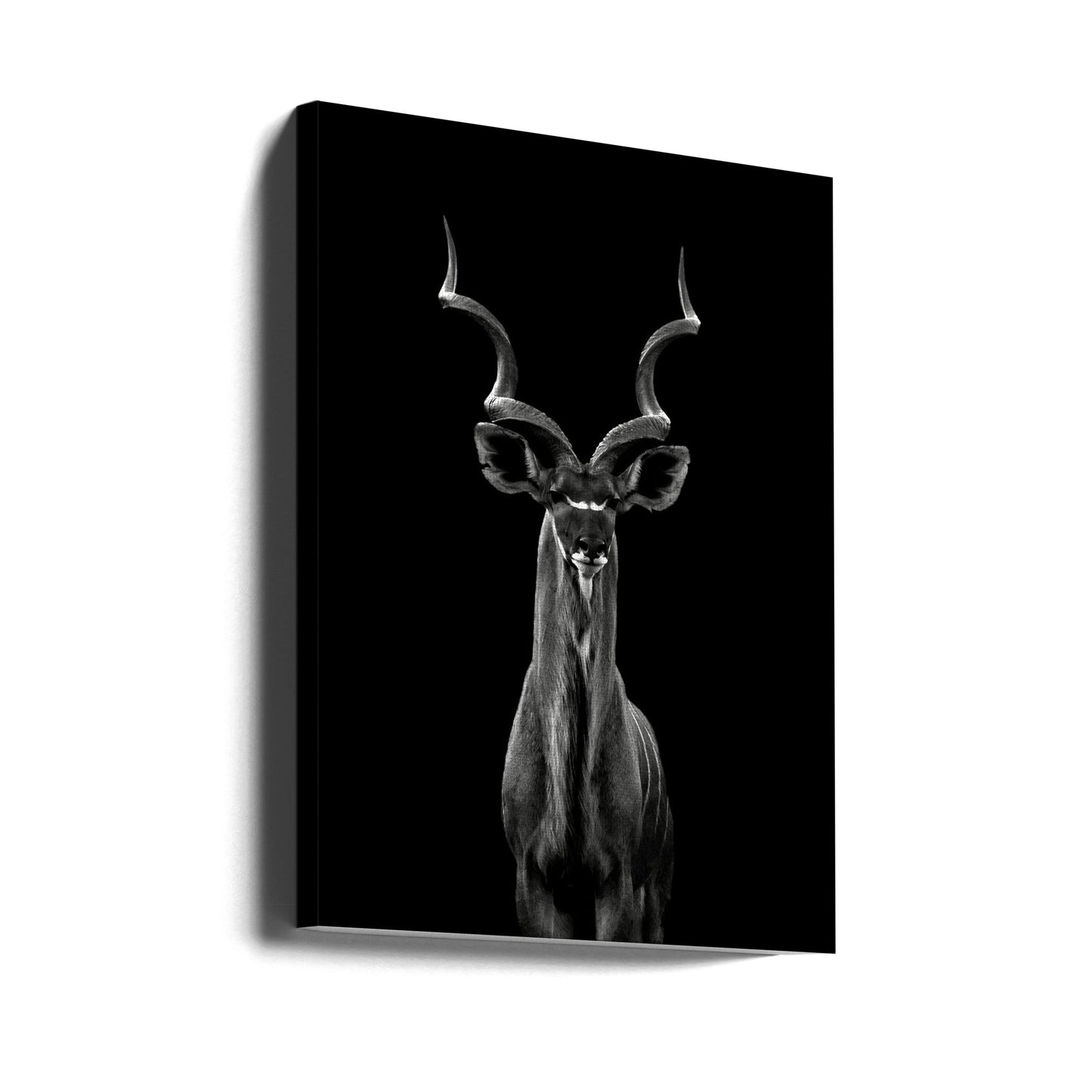 Kudu maggiore | Stampe su Tela