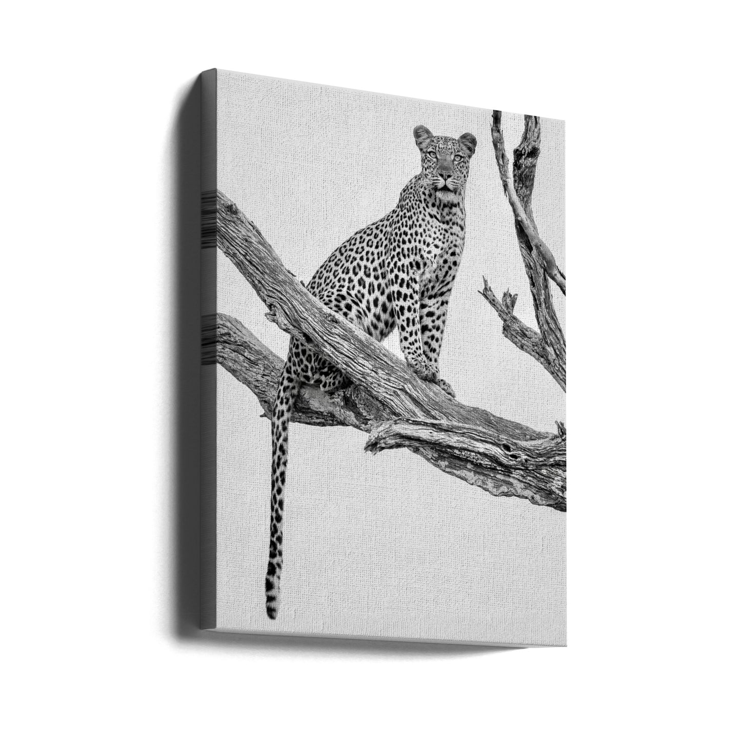 Leopard Portrait-Mono Var | Tableaux sur Toile