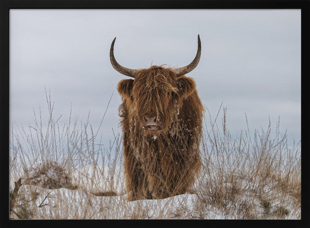 Highlander en la nieve | Posters - Impresiones de Arte
