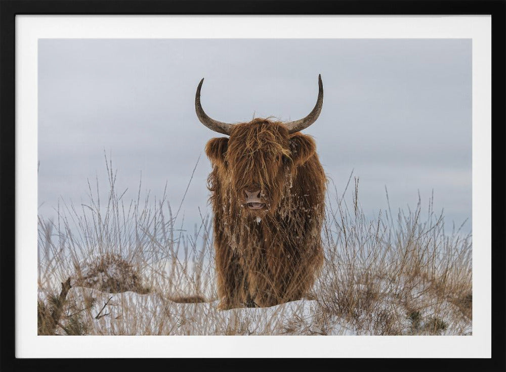 Highlander en la nieve | Posters - Impresiones de Arte