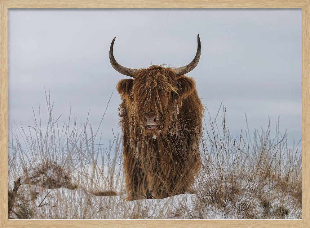 Highlander en la nieve | Posters - Impresiones de Arte