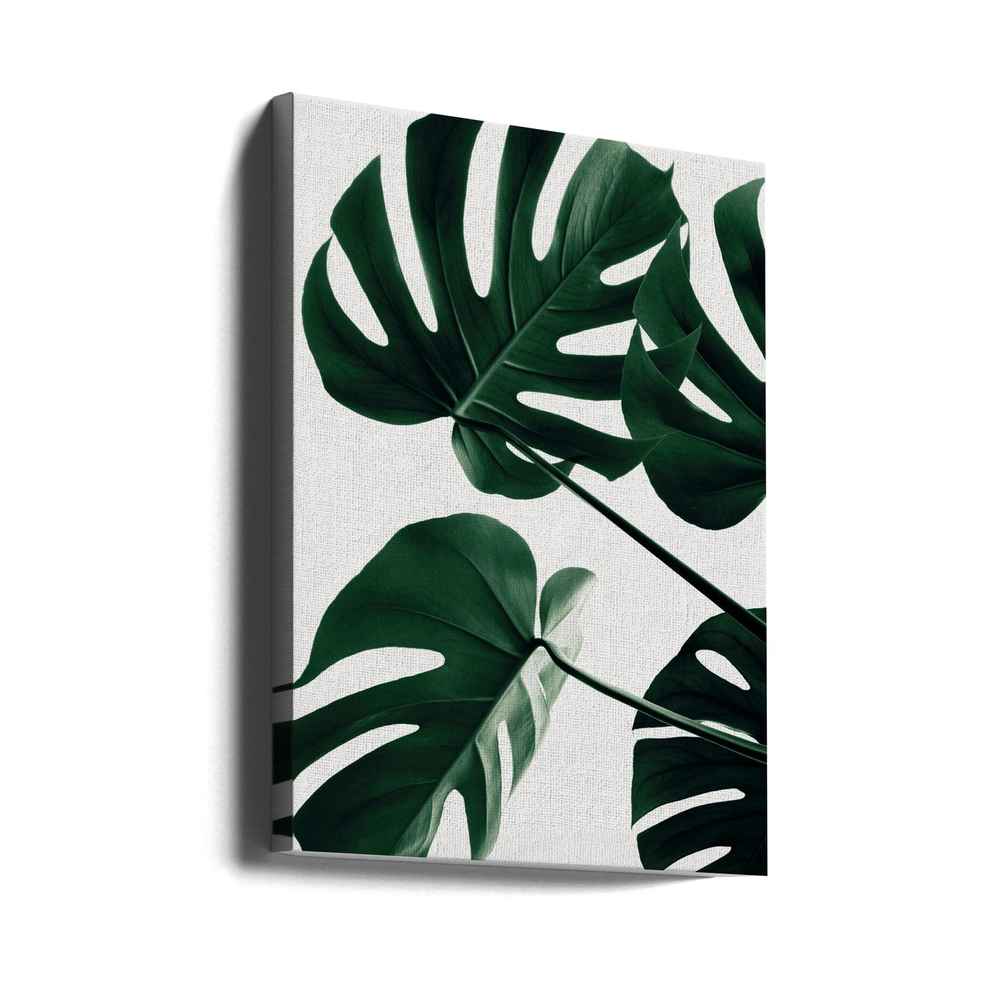 Monstera Natural 43 | Canvastaulut