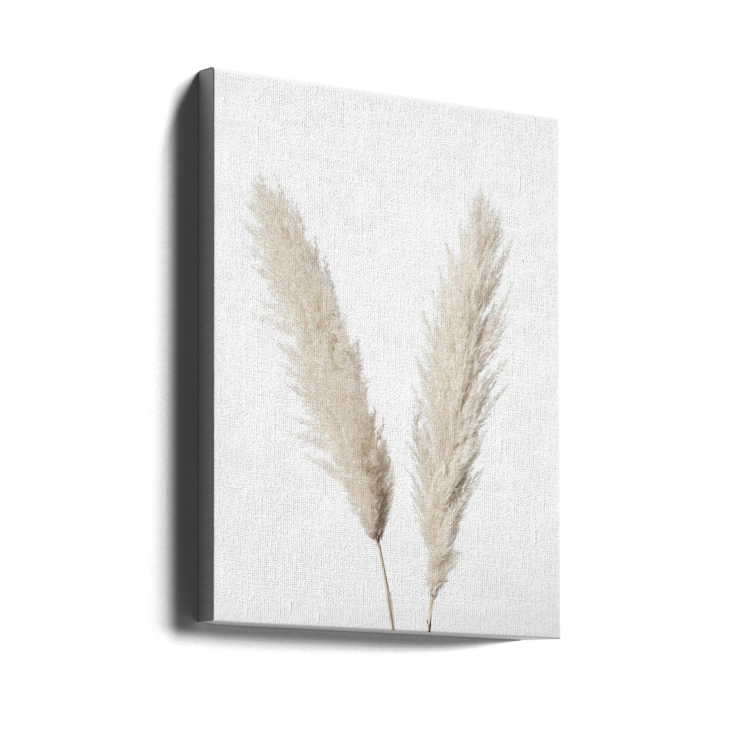 Pampas Hvid | Lærredsbilleder