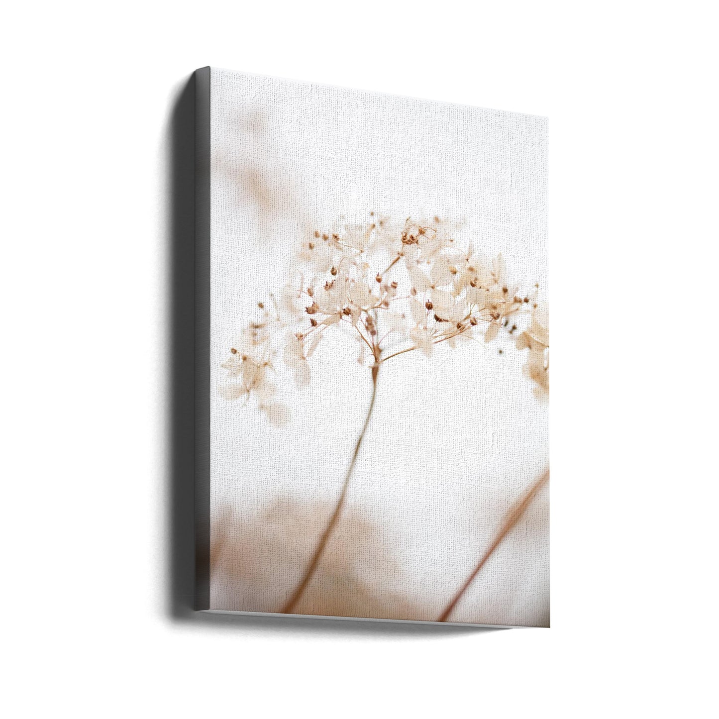 Weiche Trockenblume_braun | Leinwand-Bilder