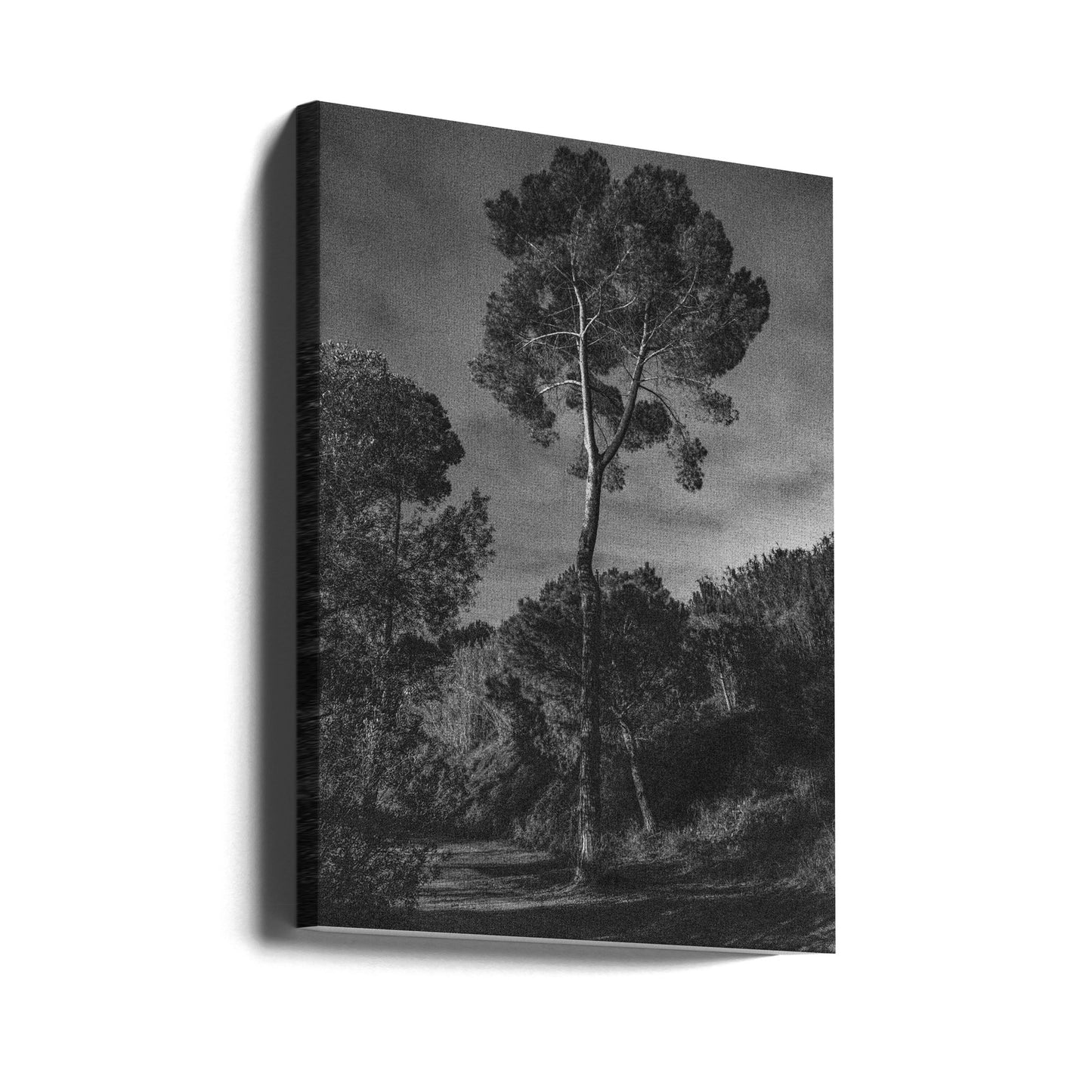 arbores | Canvas