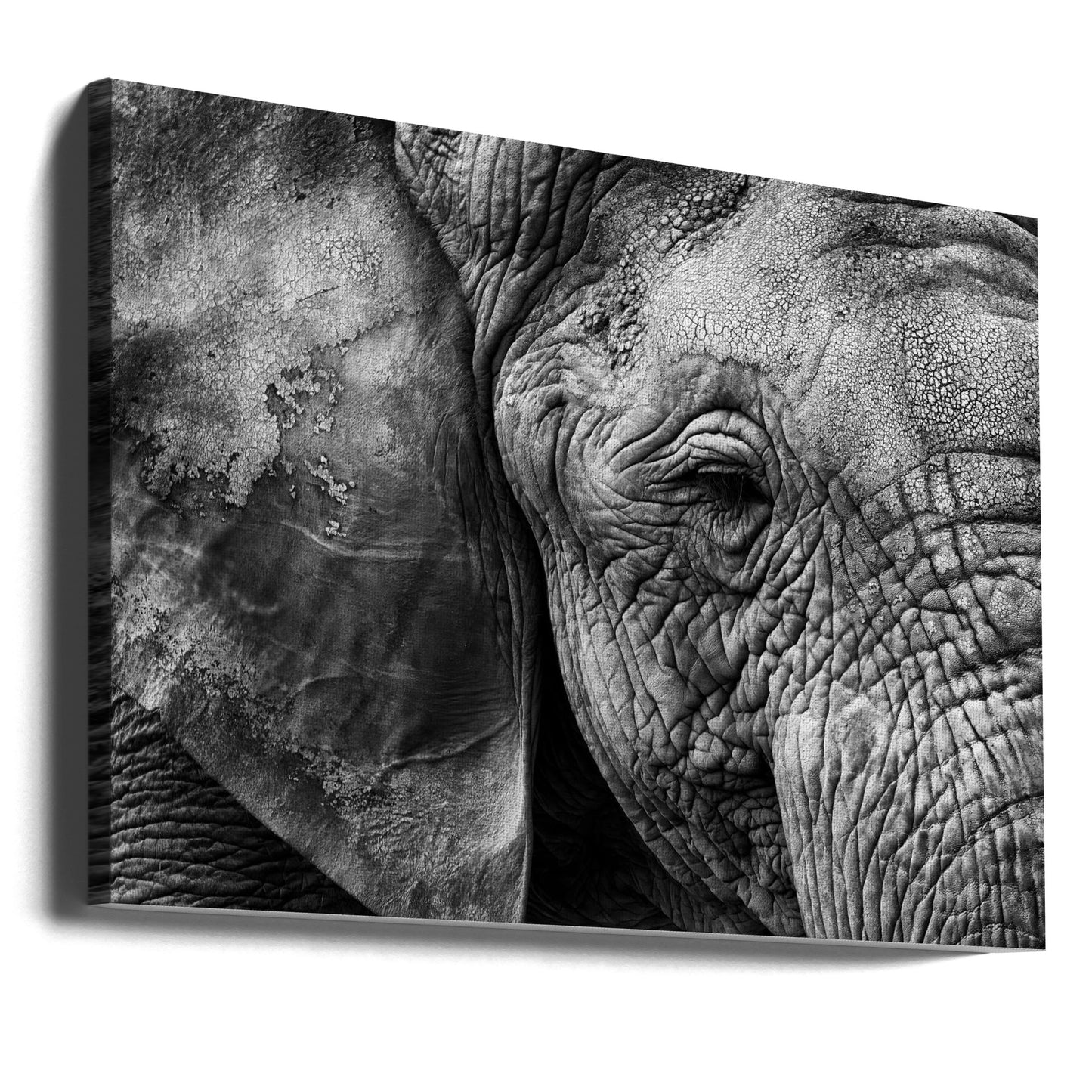 Olifantenhuid | Canvasprints