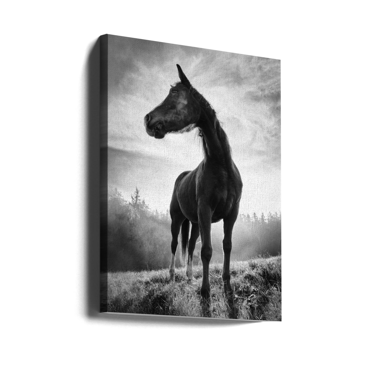 Tegenlicht paard | Canvasprints