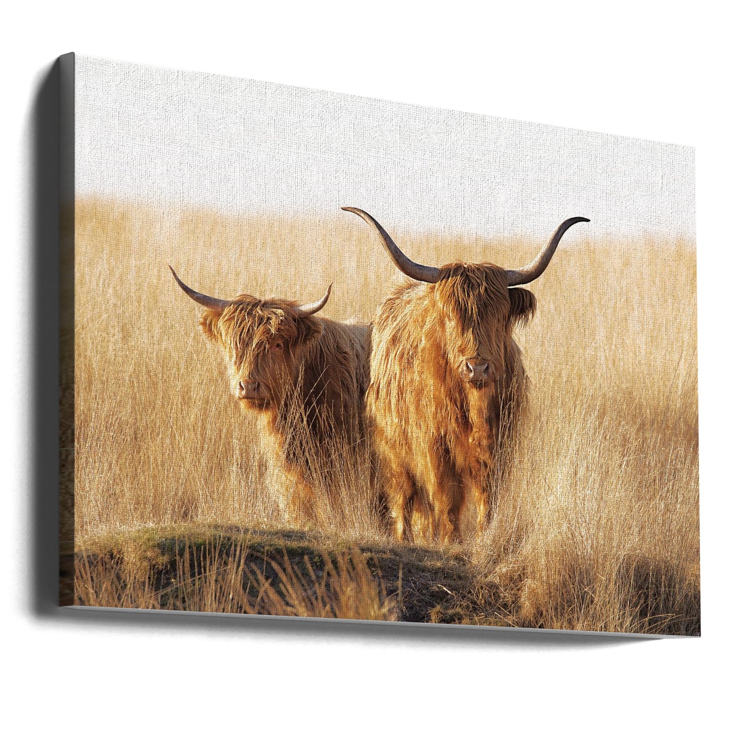 Junger und alter Highlander | Leinwand-Bilder