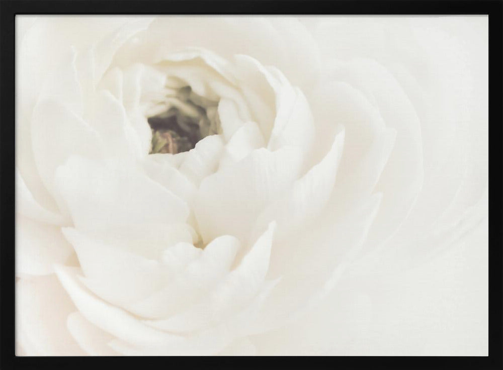 Fiore bianco 02 | Poster - Stampe d’Arte