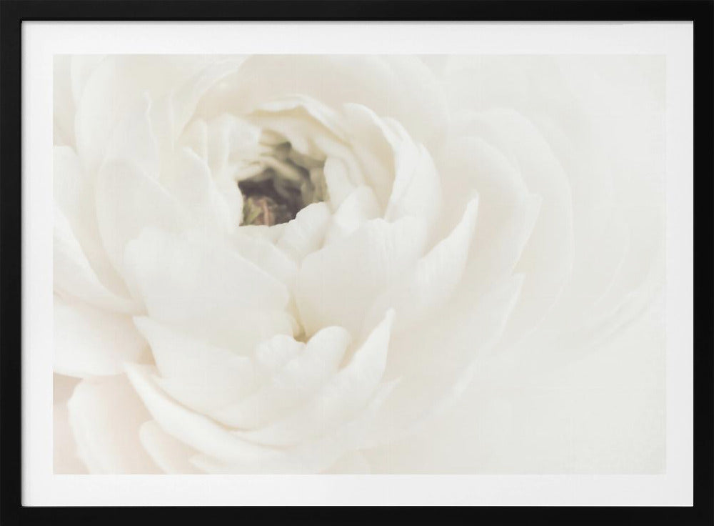 Fiore bianco 02 | Poster - Stampe d’Arte