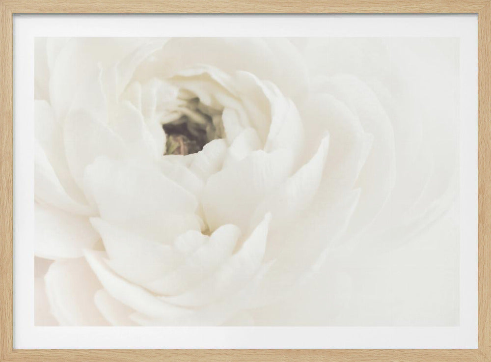 Fiore bianco 02 | Poster - Stampe d’Arte