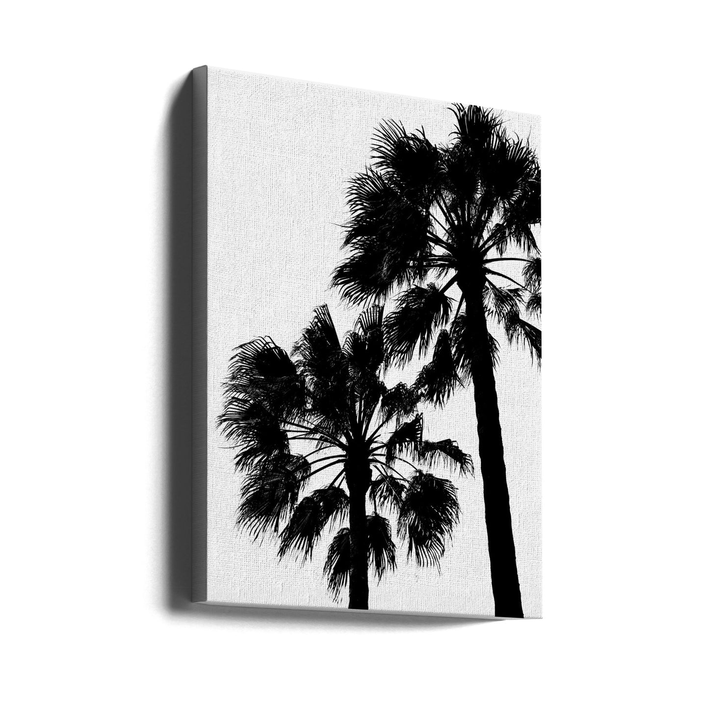 Palm Contrast | Canvas