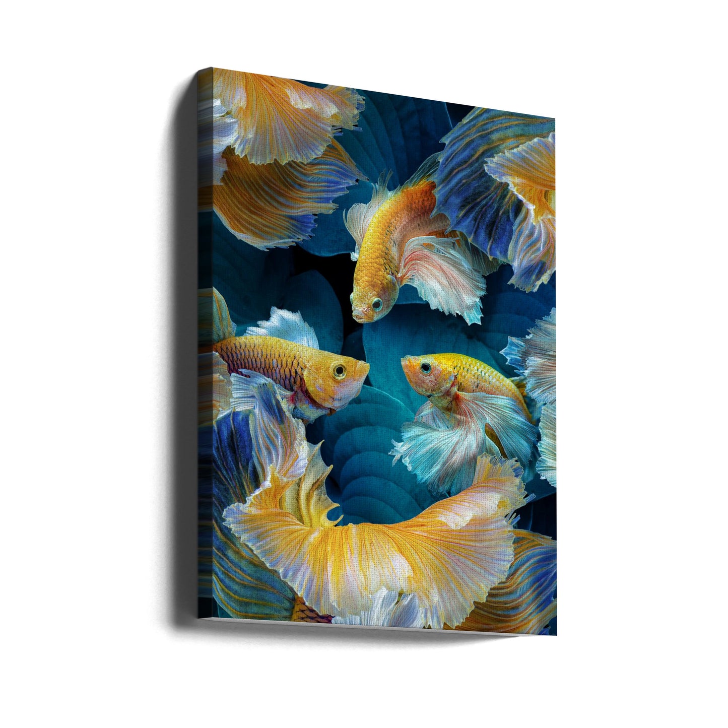 Poissons colorés | Tableaux sur Toile
