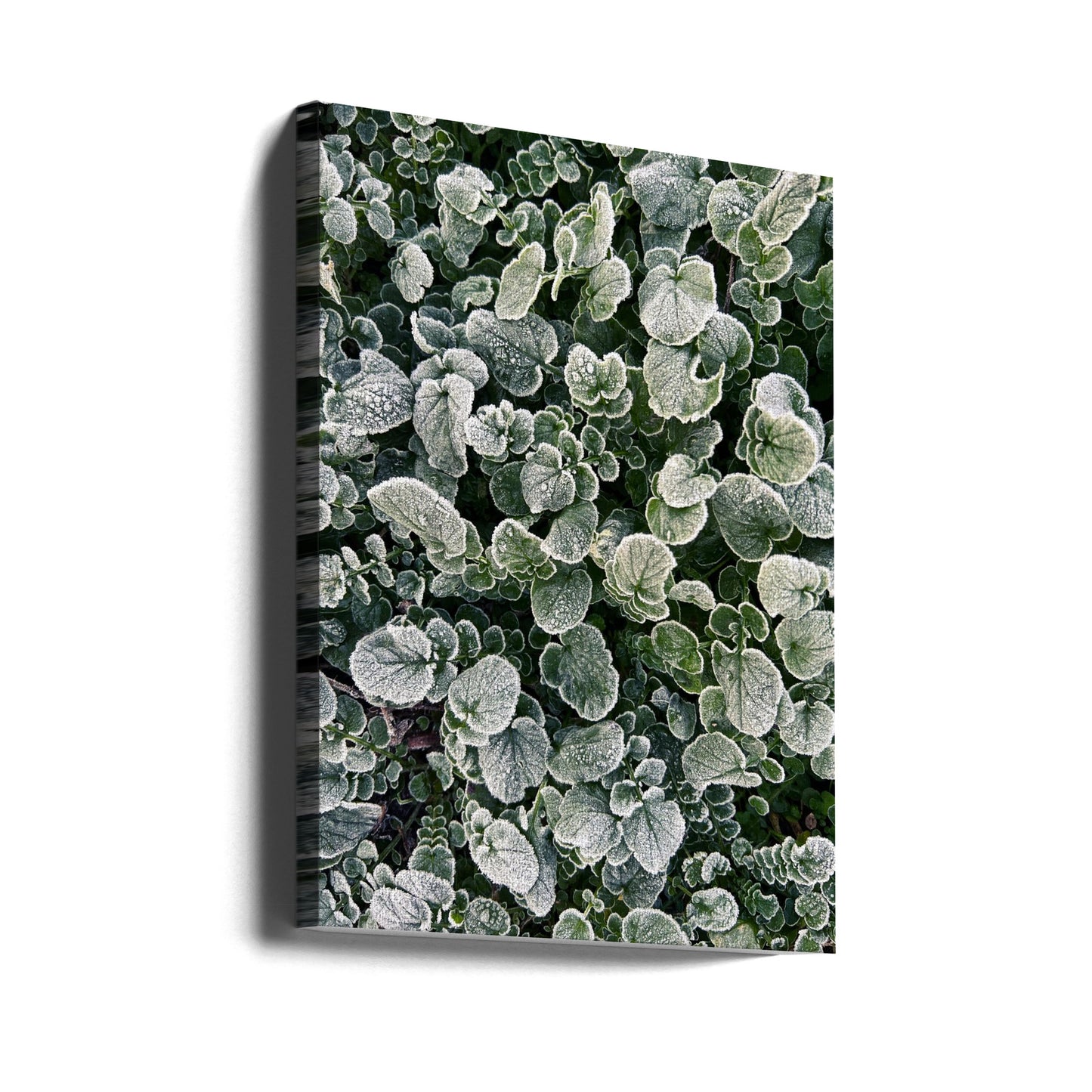 Frosted | Canvas