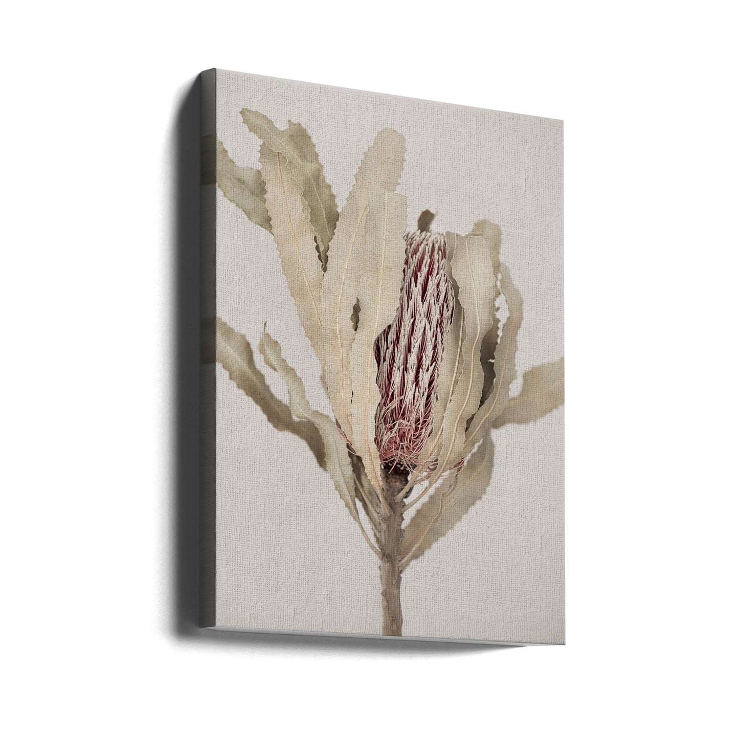 Banksia | Leinwand-Bilder