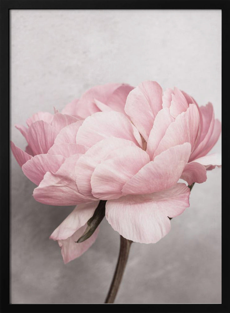 Pivoine | Posters - Affiche Artistique