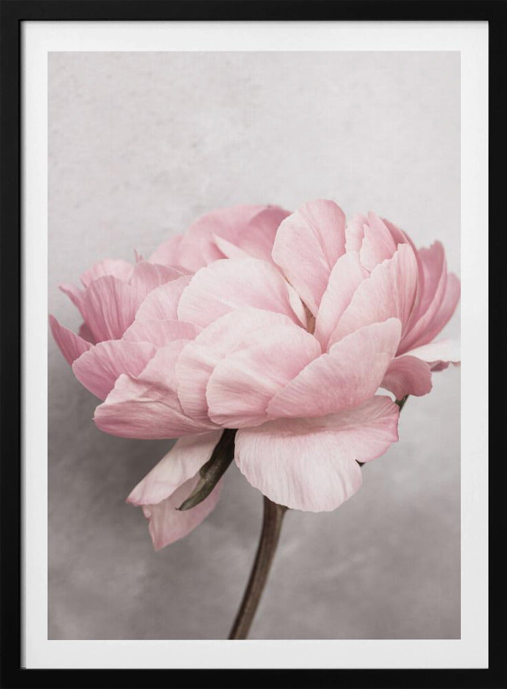 Pivoine | Posters - Affiche Artistique