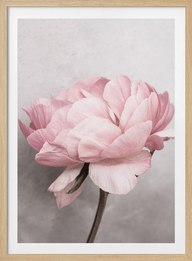 Pivoine | Posters - Affiche Artistique