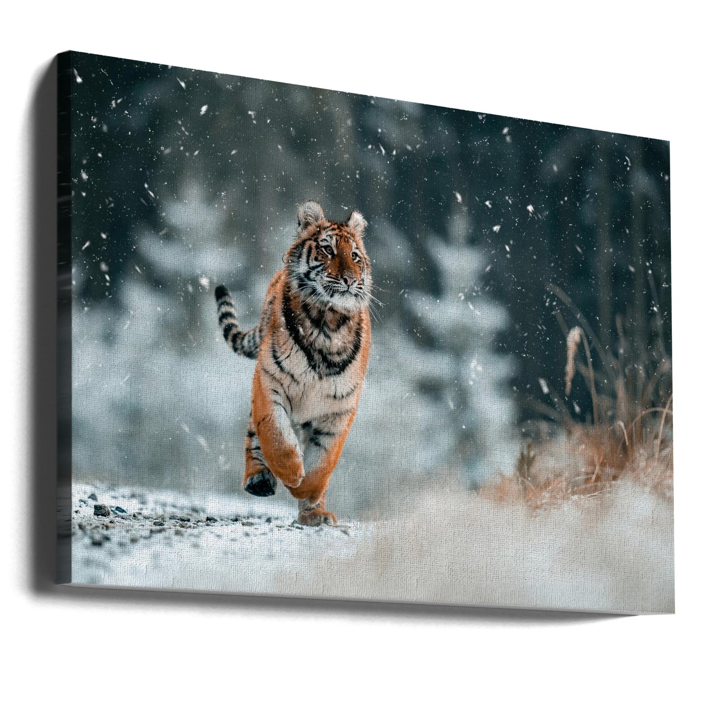 Le tigre de Sibérie | Tableaux sur Toile