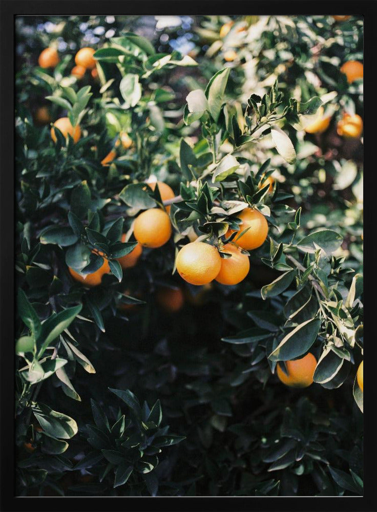 Marrakesh Appelsiner | Plakater - Kunsttryk