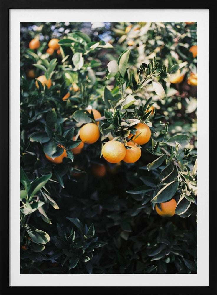 Marrakesh Appelsiner | Plakater - Kunsttryk