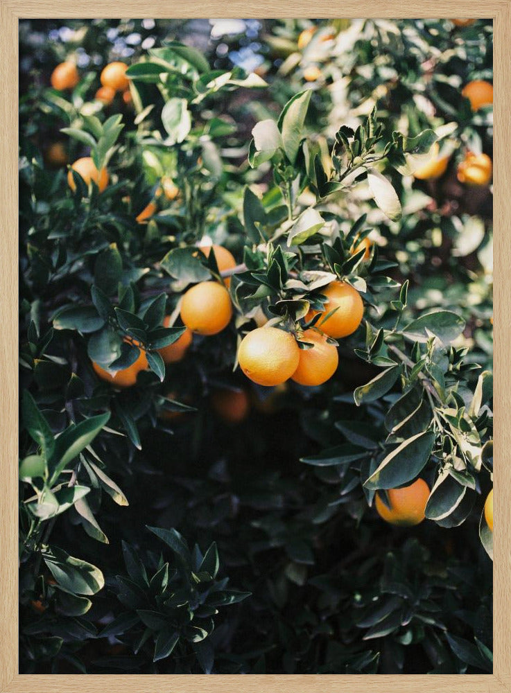 Marrakesh Appelsiner | Plakater - Kunsttryk