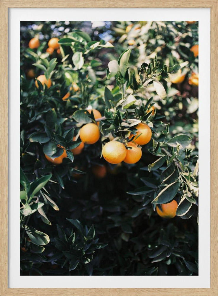 Marrakesh Appelsiner | Plakater - Kunsttryk