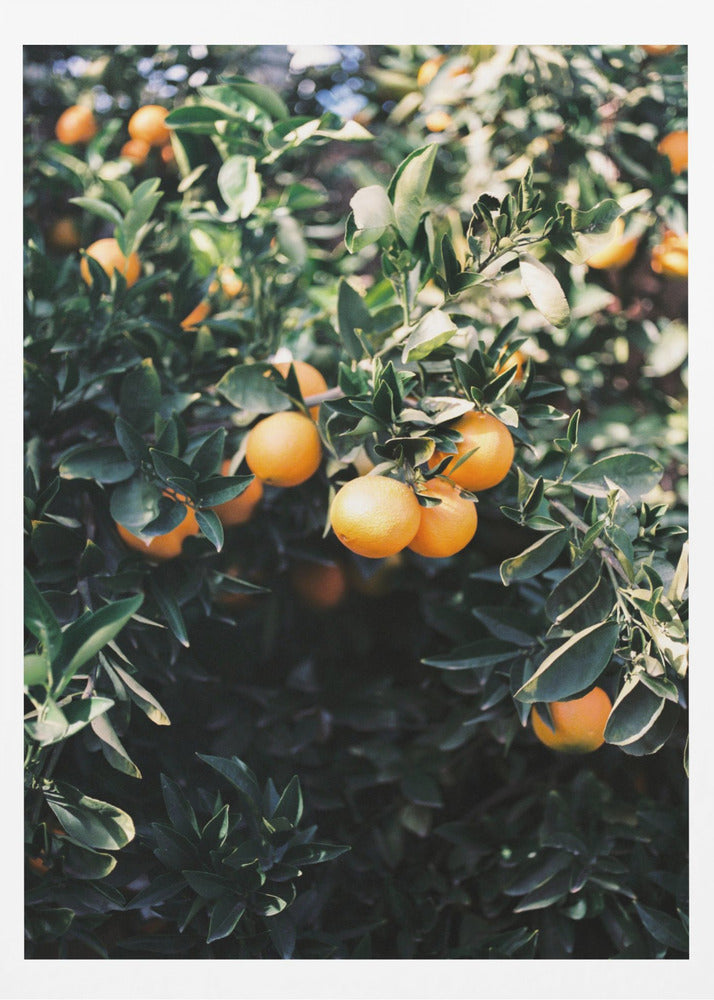 Marrakesh Appelsiner | Plakater - Kunsttryk