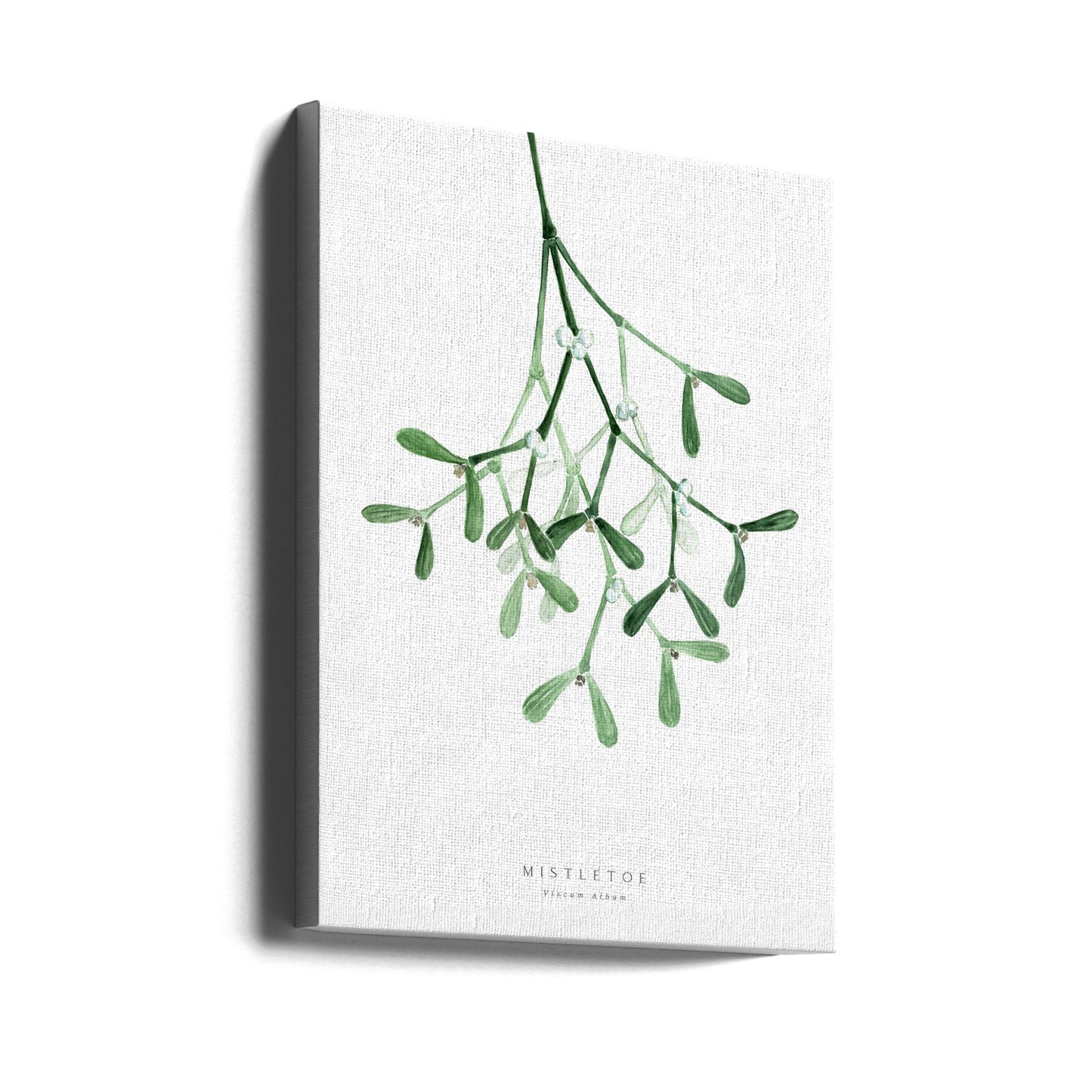 Watercolor mistletoe | Canvas
