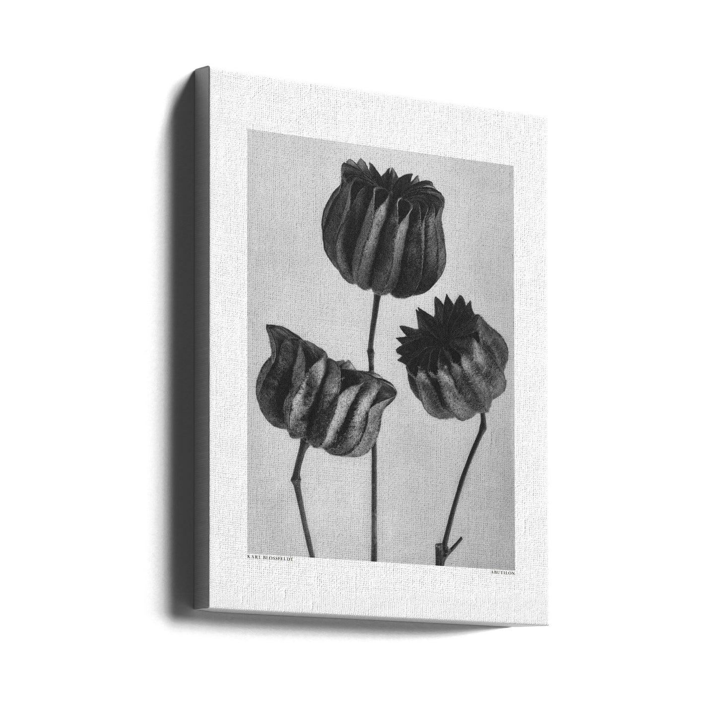 Abutilon (Lime Mallow | Canvastaulut