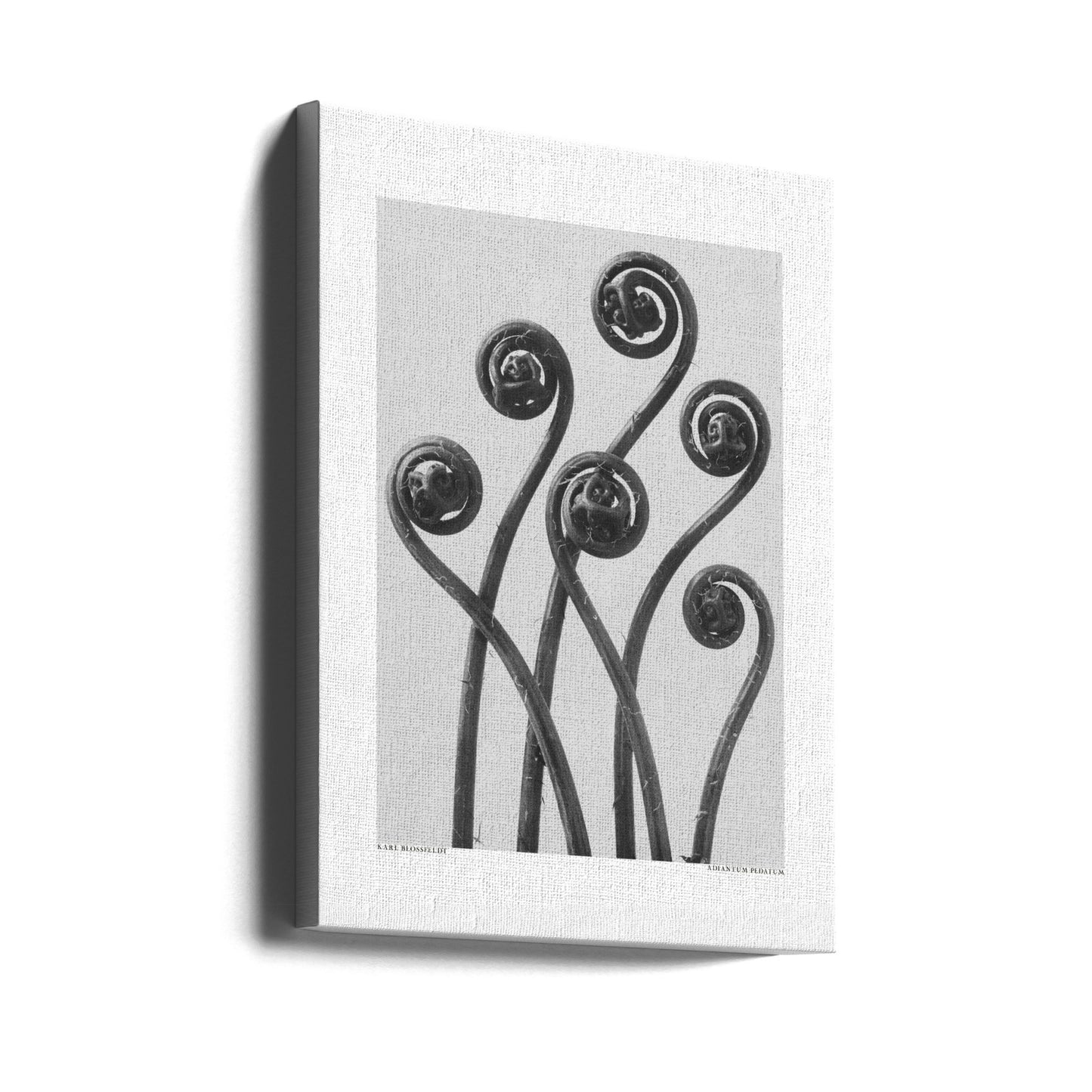 Adiantum pedatum | Leinwand-Bilder