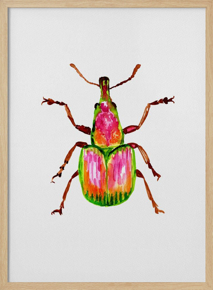 Apricot weevil or Epirhynchites auratus | Poster
