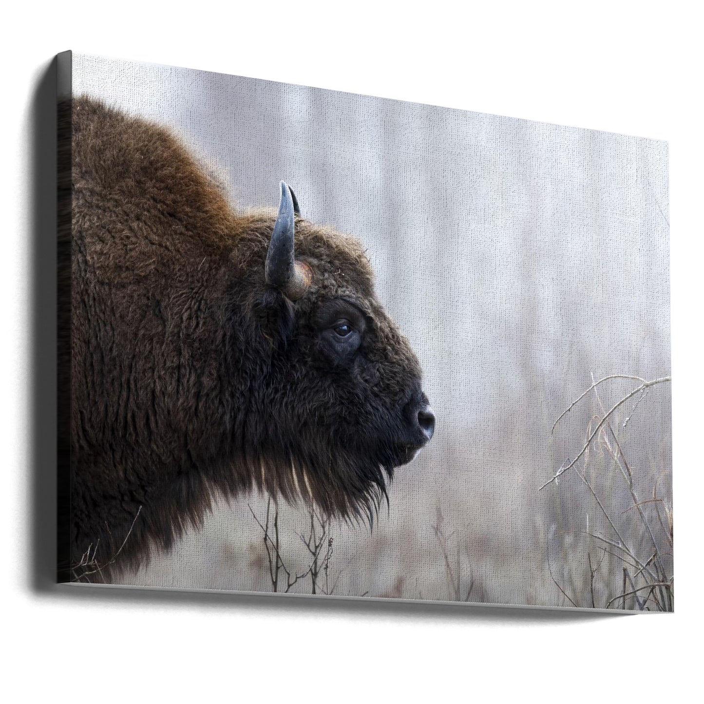 Bisons profil | Lerretsbilder