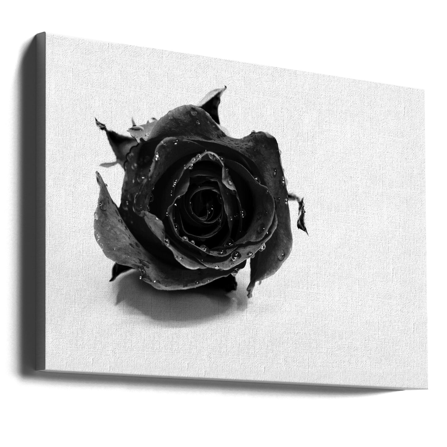 Rose Noir | Canvas