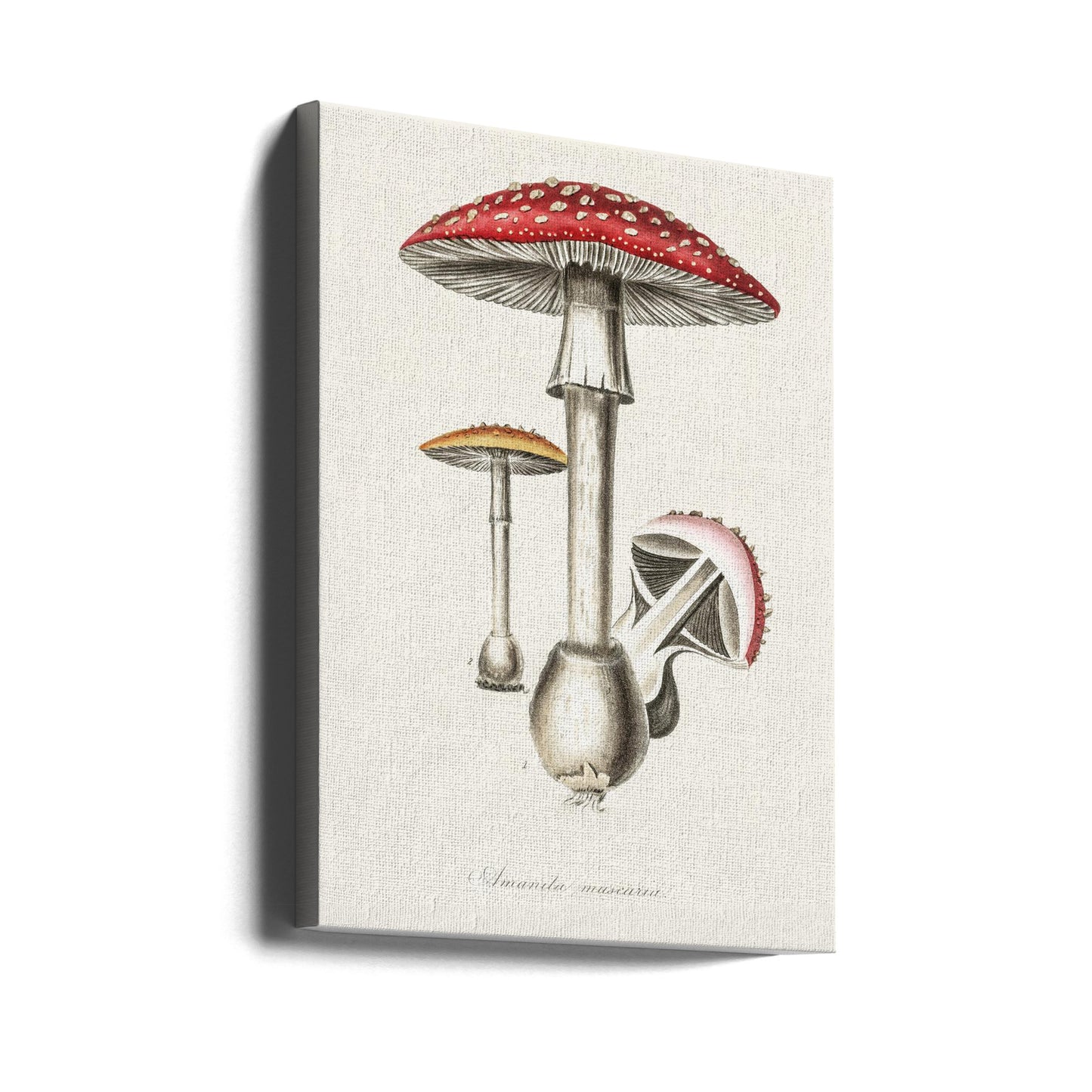 Amanita Muscaria kuvitus. Lääketieteellinen kasvitiede 1836 | Canvastaulut
