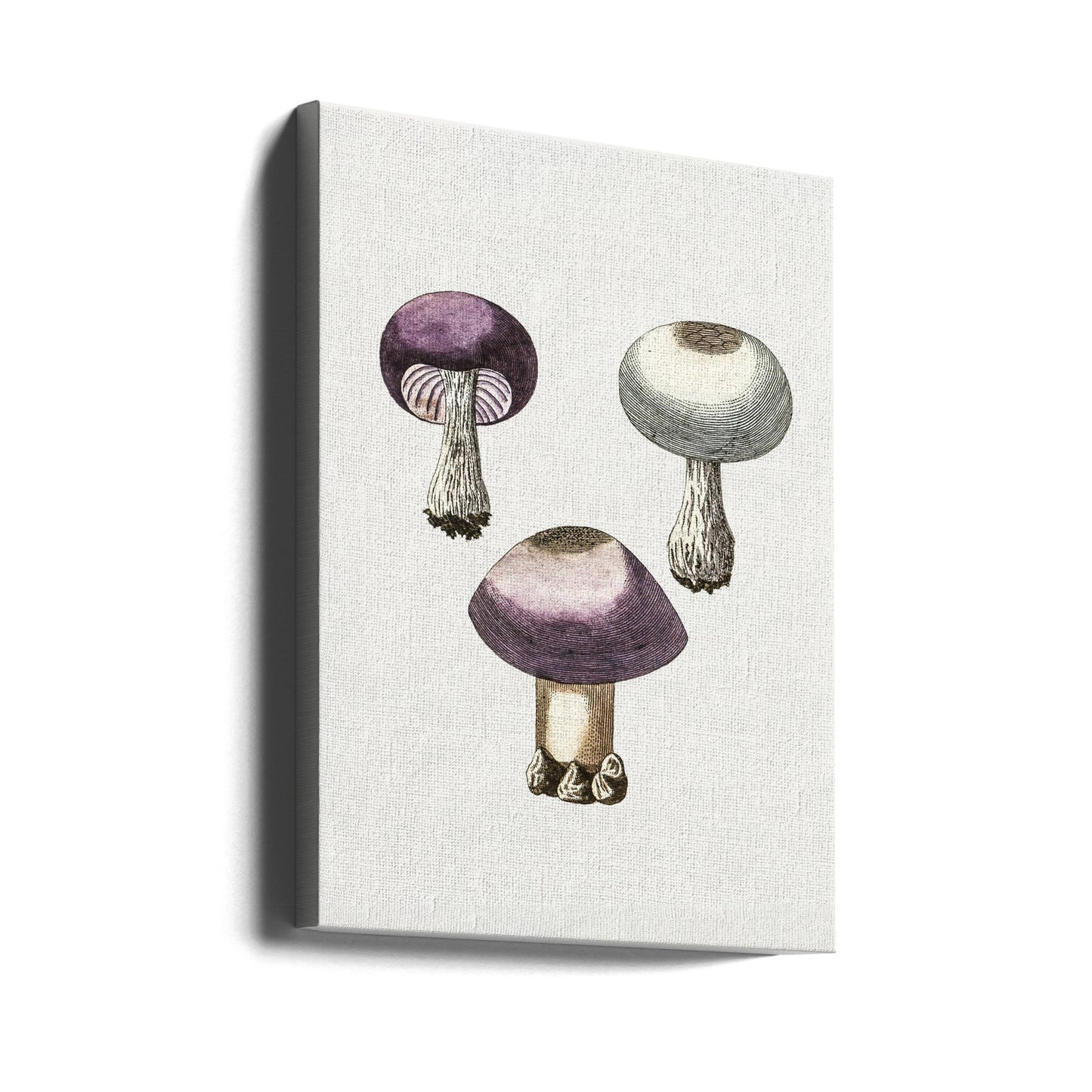 Håndmørkede violette webcap-svampe | Lærredsbilleder