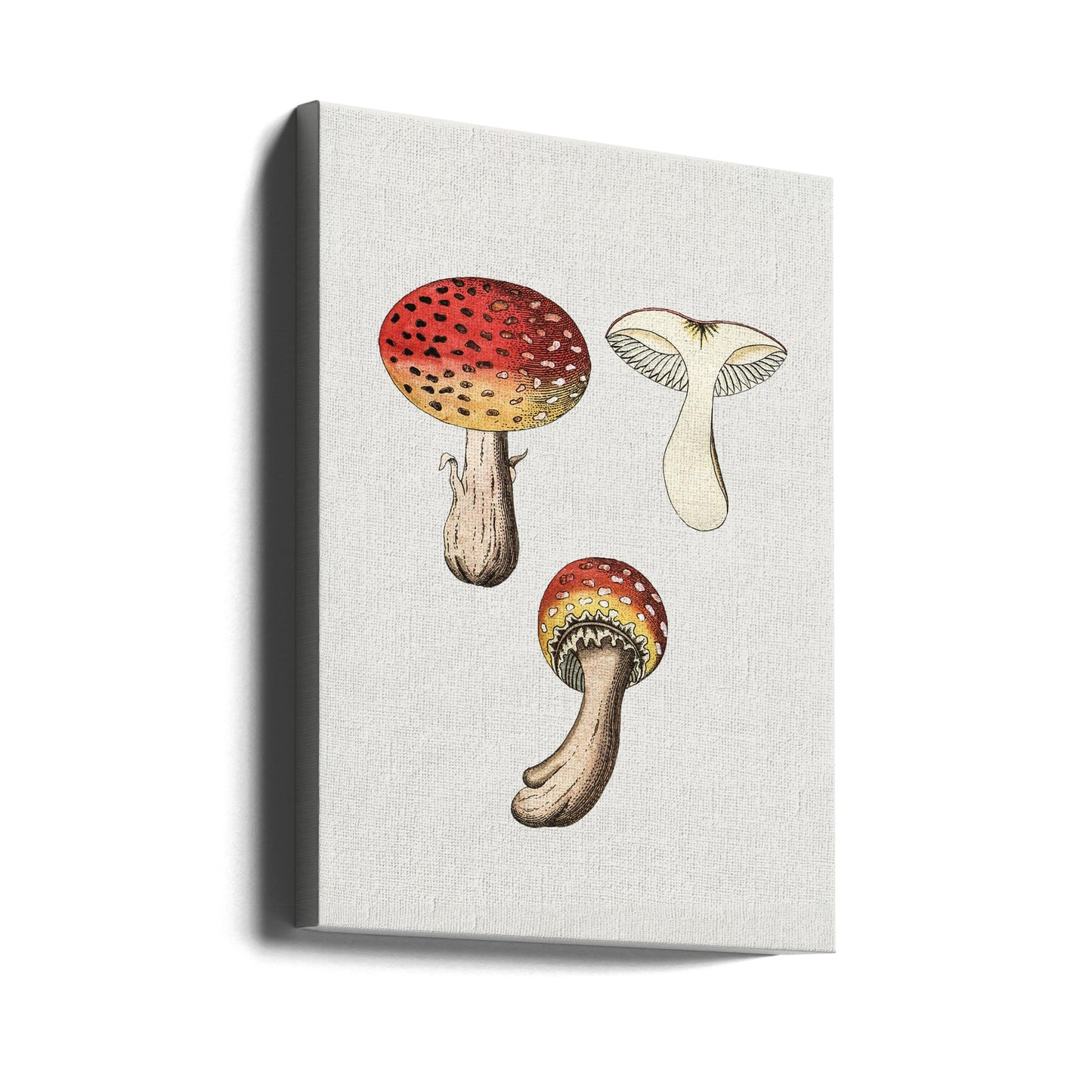 Fungo Amanita Muscaria disegnato a mano | Stampe su Tela
