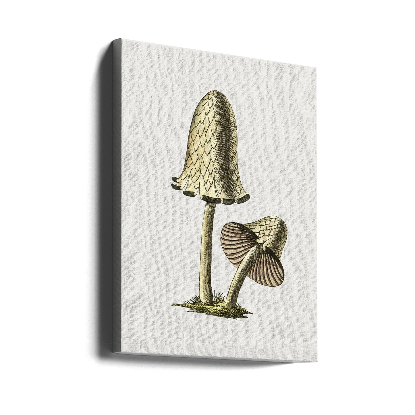 Fungo commestibile Vintage Inky Cap | Stampe su Tela