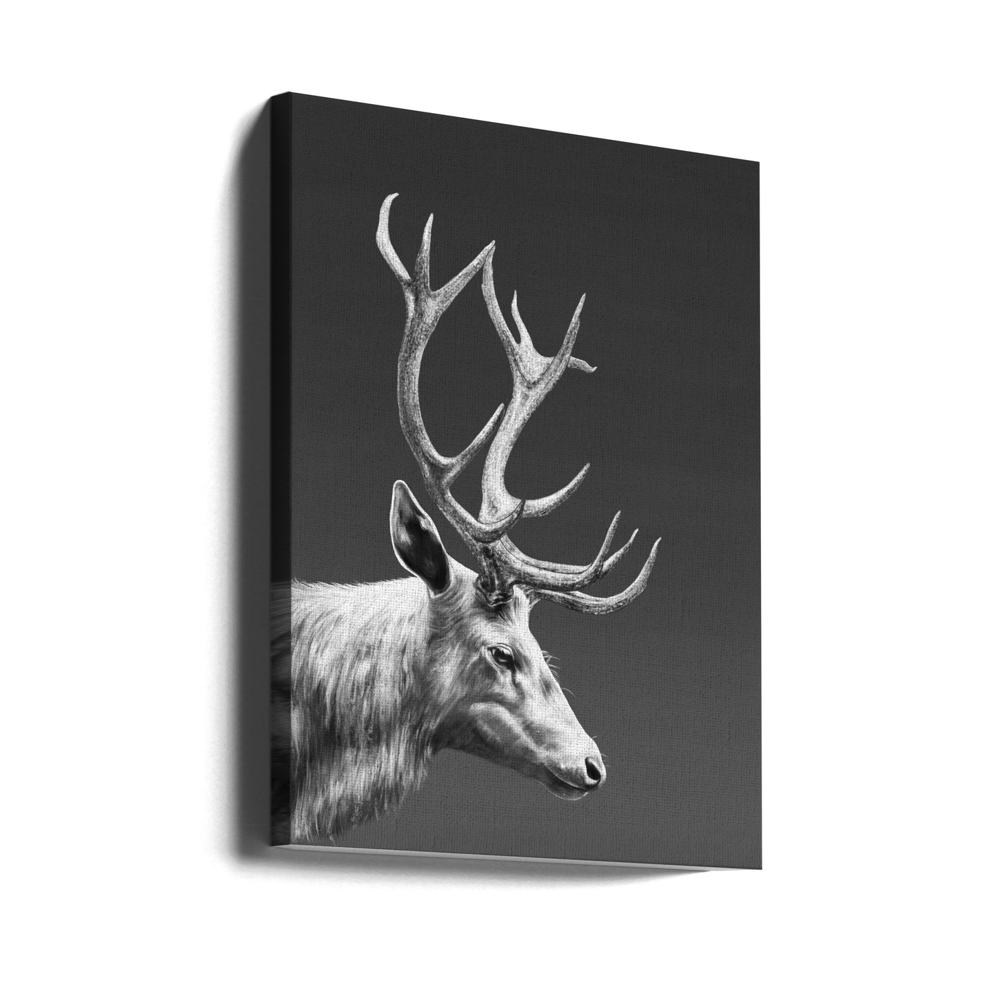 Rensdyr | Lærredsbilleder
