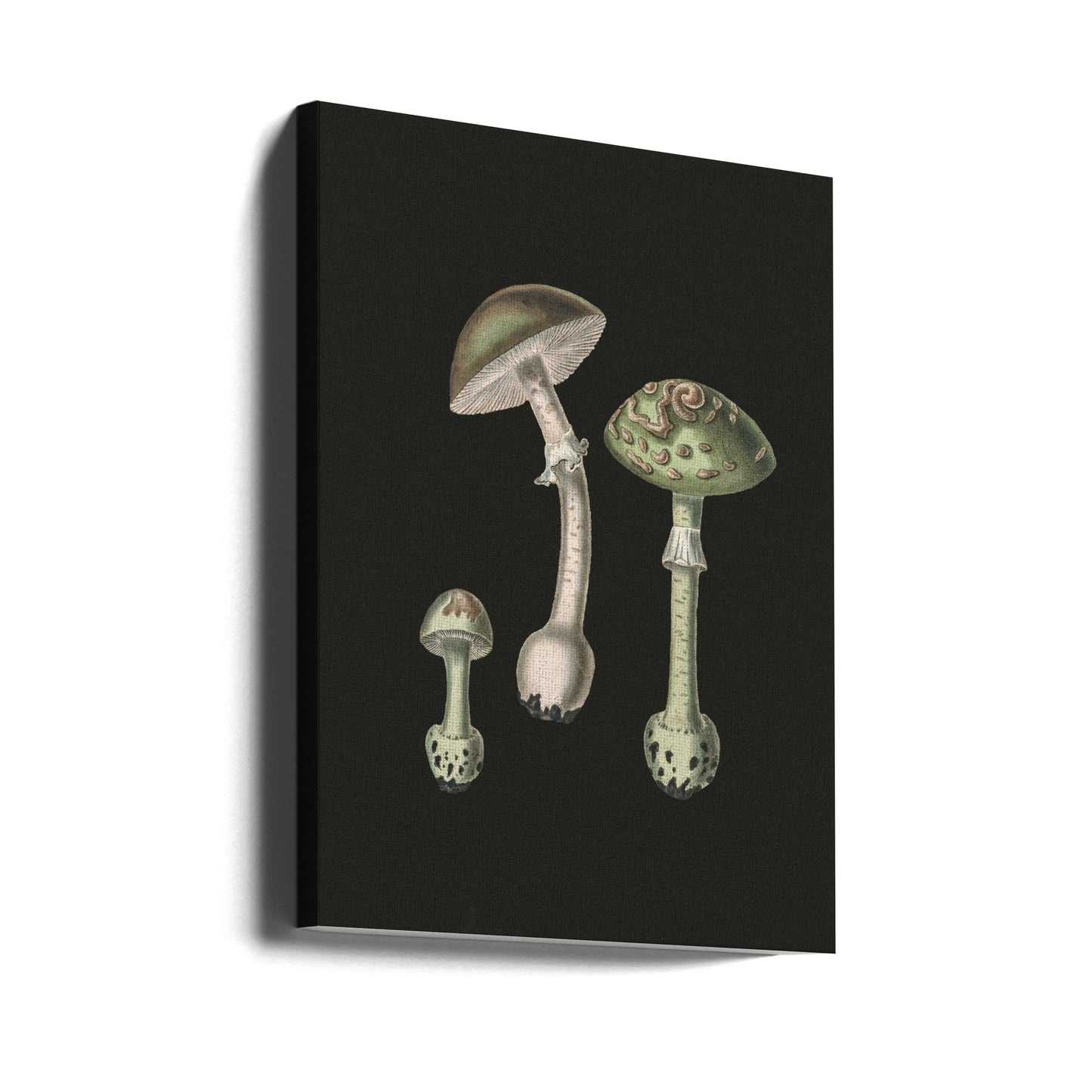 Amanita Muscaria Ciemne Tło | Wydruki na łótnie