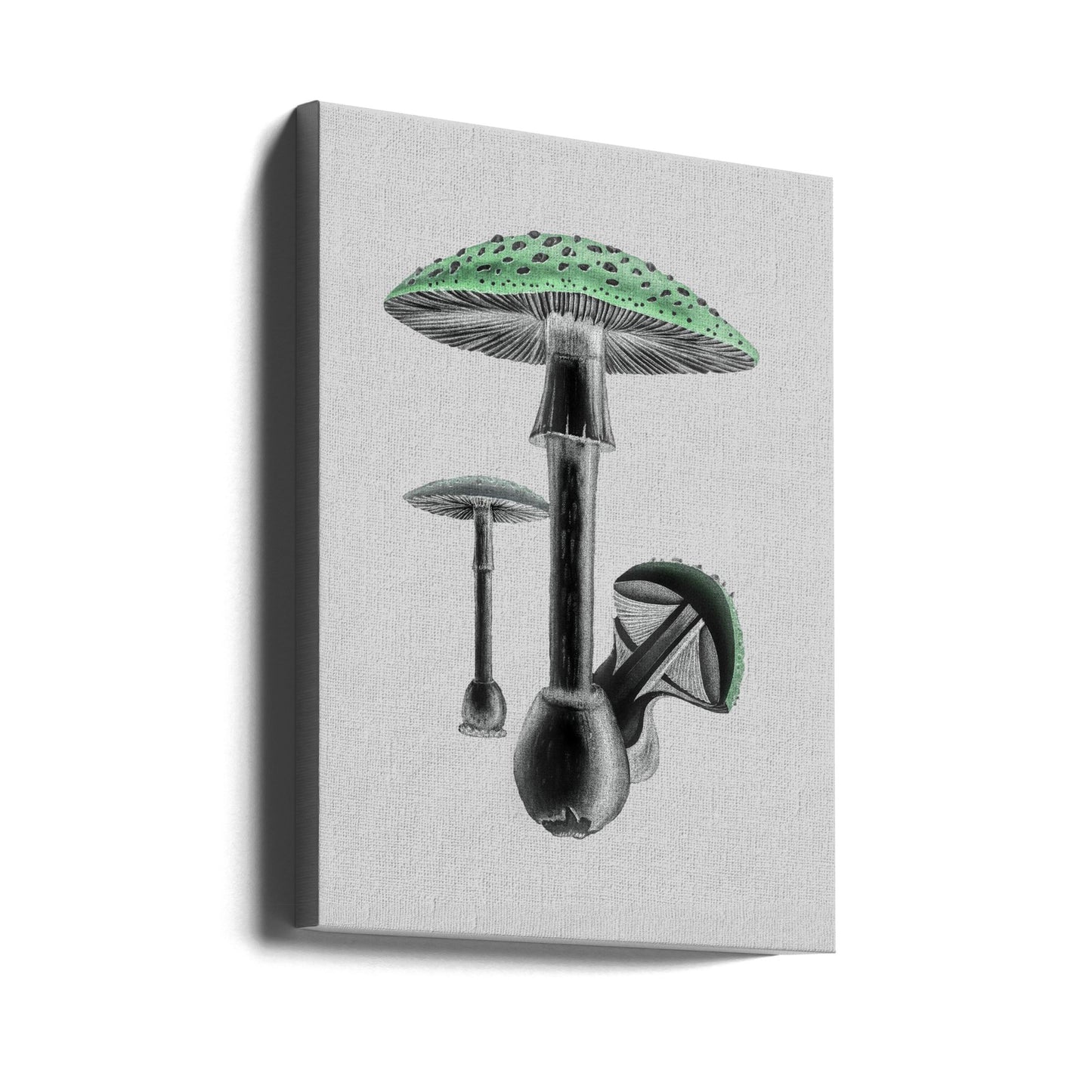 Amanita Muscaria Vit bakgrund Grön | Canvas