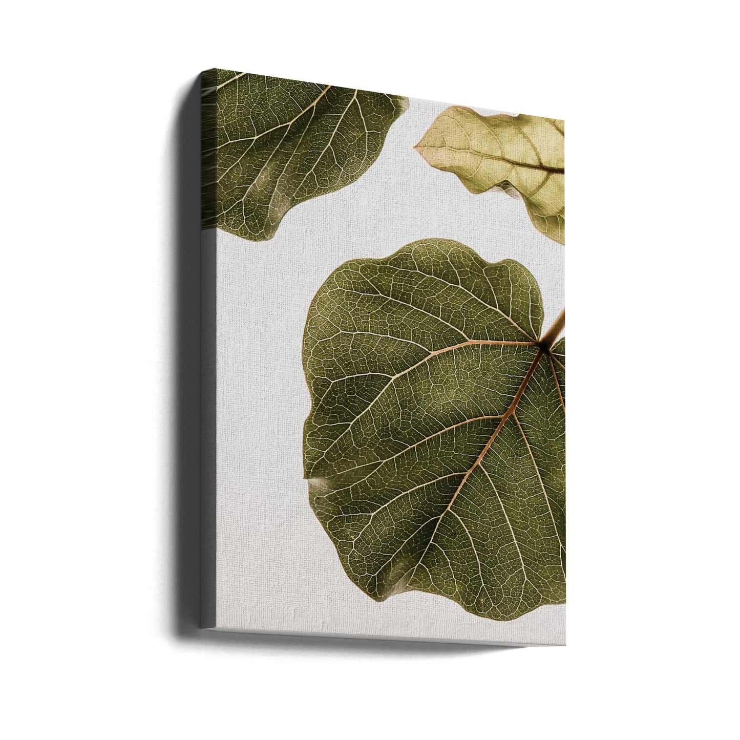 Abutifolia nr. 2 | Lærredsbilleder